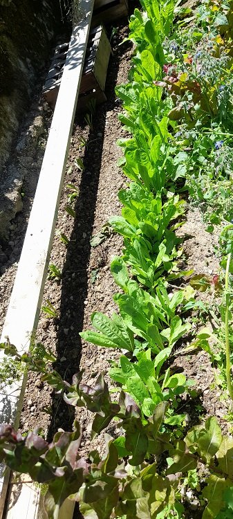 endives.jpg