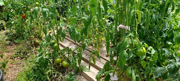 tomates 9-7-22.jpg