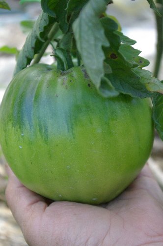 Cœur de bœuf Ukrainien premier très gros fruit,puis seulement depuis quelques jours de nouveaux fruits se forment)