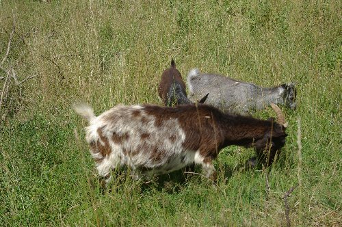 Une de nos chèvres et ses 2 petits