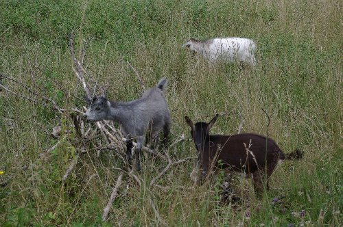 l'autre petit (gris),les 2 sont des femelles