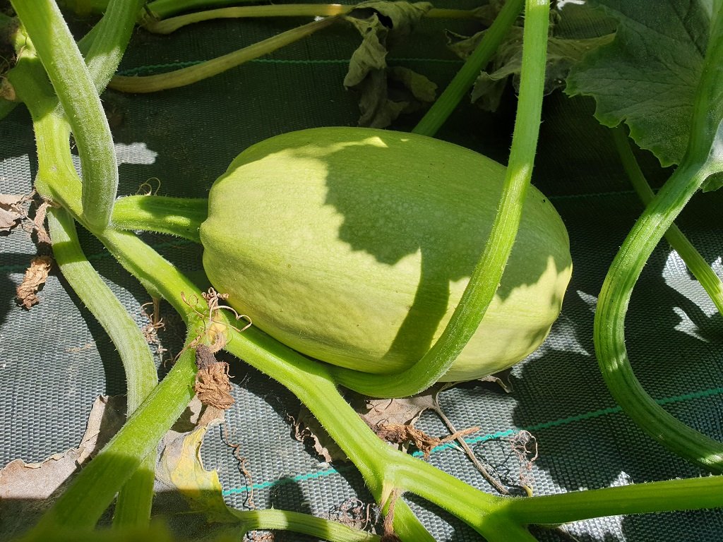 220708 courge spaghetti.jpg