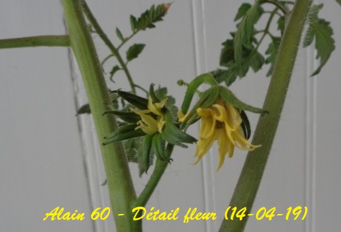 Détail fleur.JPG
