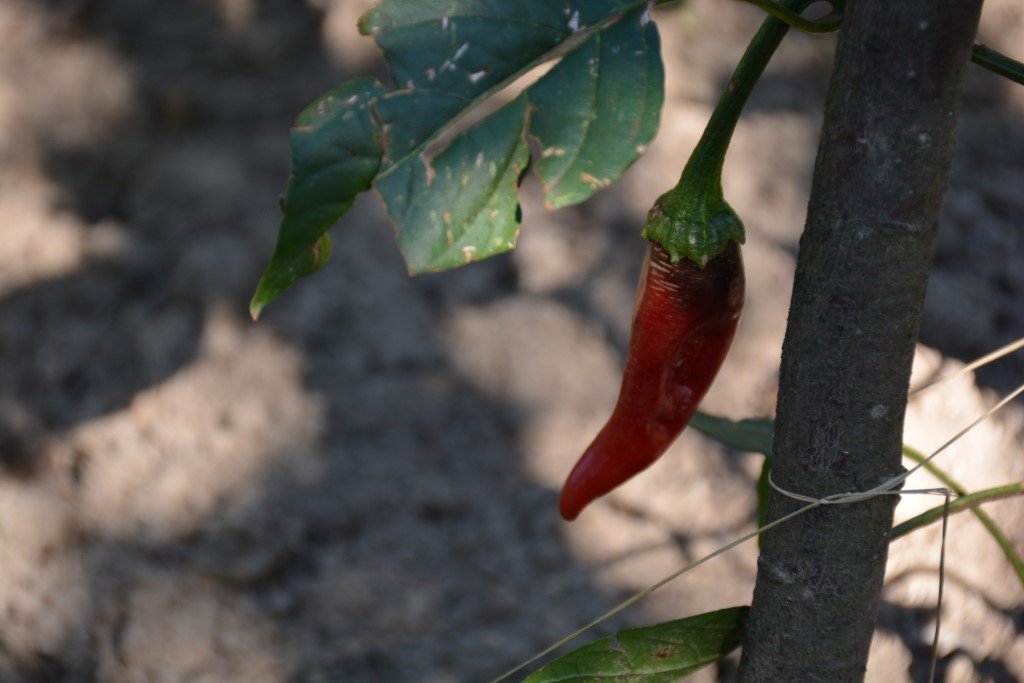 Cayenne