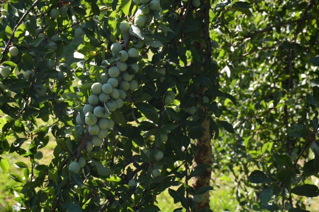 Mirabelles