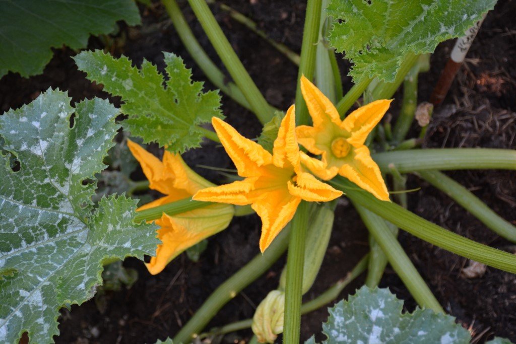 Fleurs de courgettes