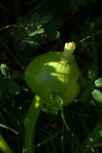 un autre fruit sur un autre plant de Tristar