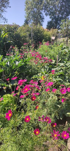 fleurs courges courgettes.jpg