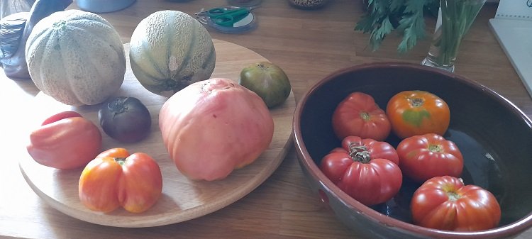 melon 16-7-22.jpg