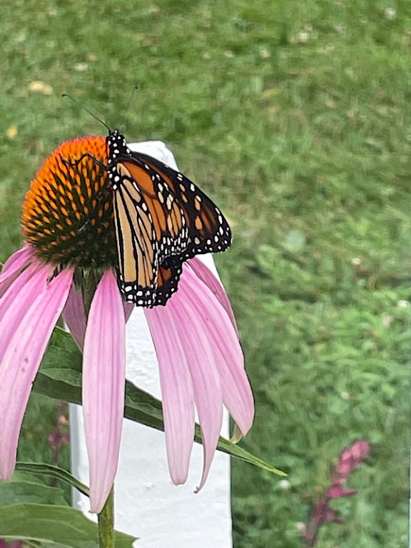 B0865407-B6DF-4C74-A007-C0E1819DA965.jpeg