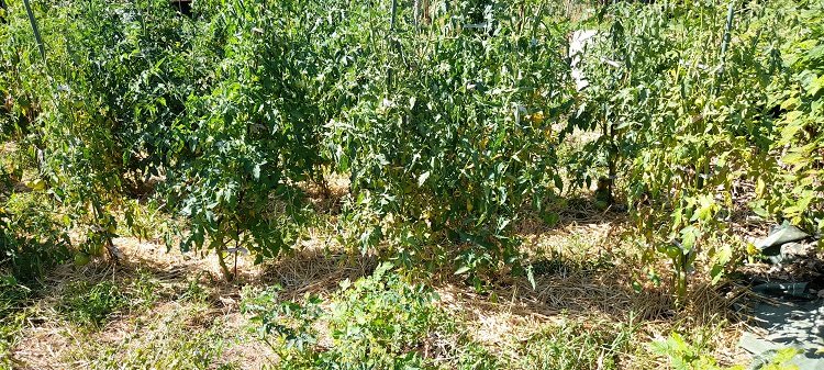 tomates en extérieur