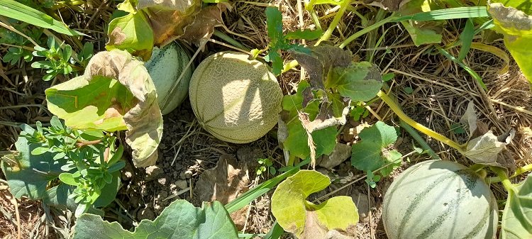 les prochains melons