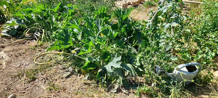 courgettes