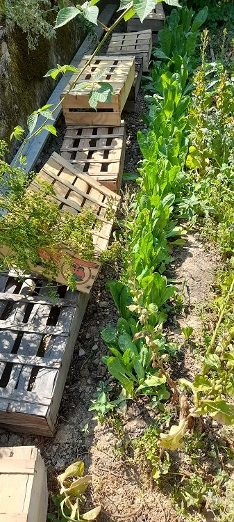 endives