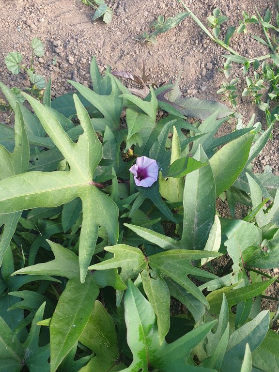 220714 patate douce en fleur.jpg