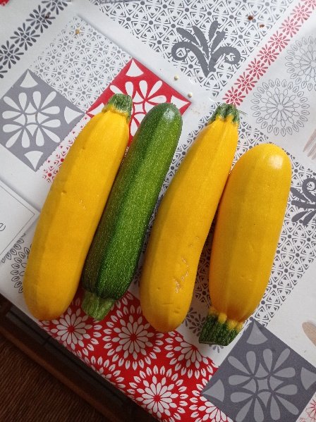 Une courgette verte perdue au milieu des jaunes