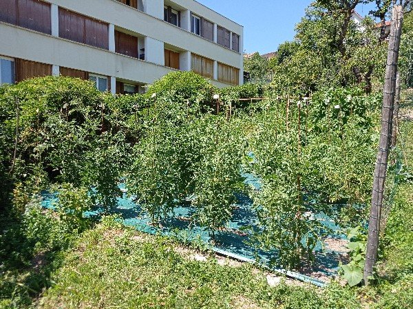 Le carré des tomates, vue depuis le côté des géantes.