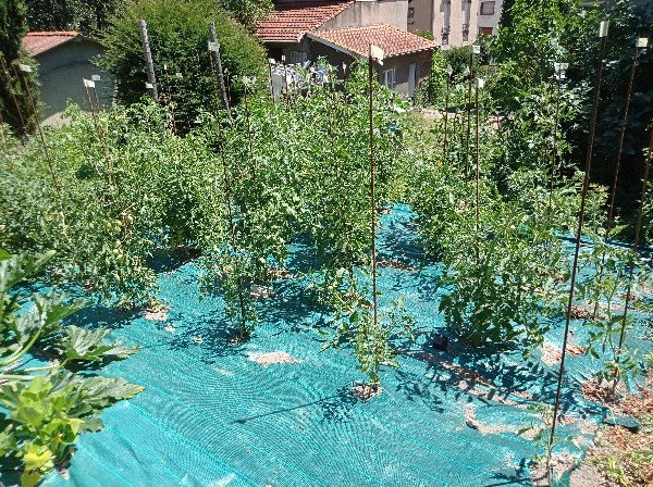 Les tomates, en se positionnant côté haie, on voit que les pieds sont ridiculement petits.