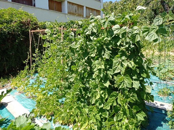 Les haricots forment un mur impénétrable, pour ceux qui sont à distance de la haie. On distingue des fleurs sur la photo, mais depuis elles sont devenues des bébés haricots.