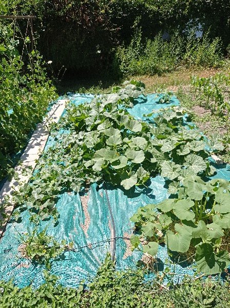 Les melons sont en train de perdre la bataille face aux courges (ça c'était le 16 juillet, depuis ils ont perdu encore plus de terrain)