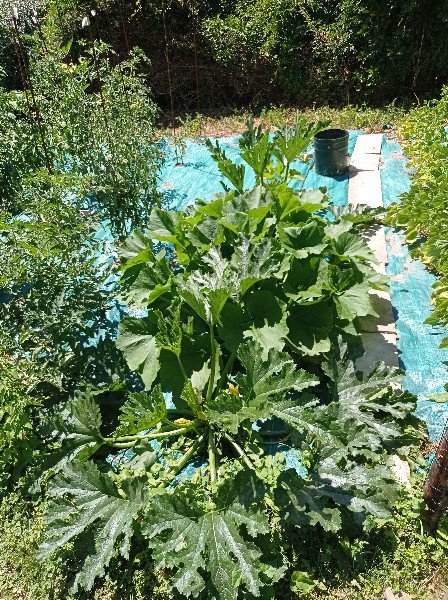 Des courgettes exubérantes (pour celles à distance de la haie)