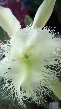 brassavola dygbiana.jpg