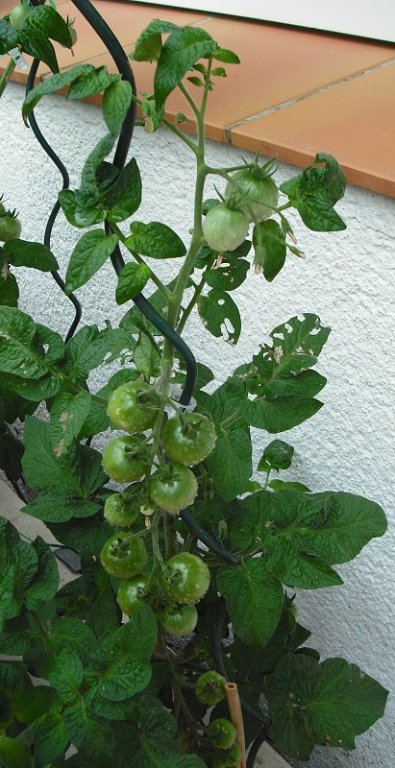 Tiny Green 22 juillet (2).jpg