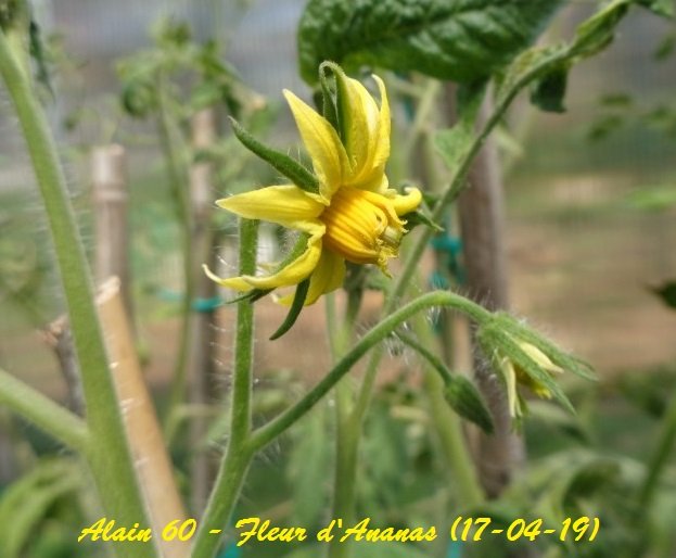 Fleur d'ananas.JPG
