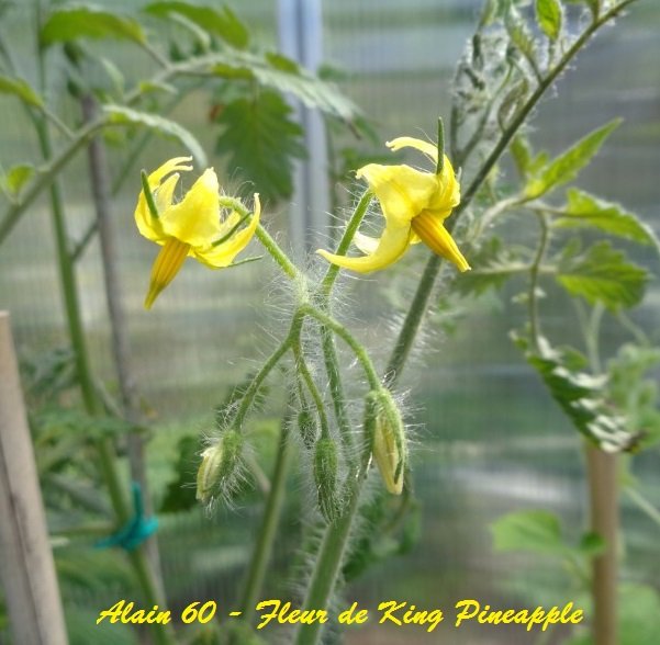 Fleur de King Pineapple.JPG