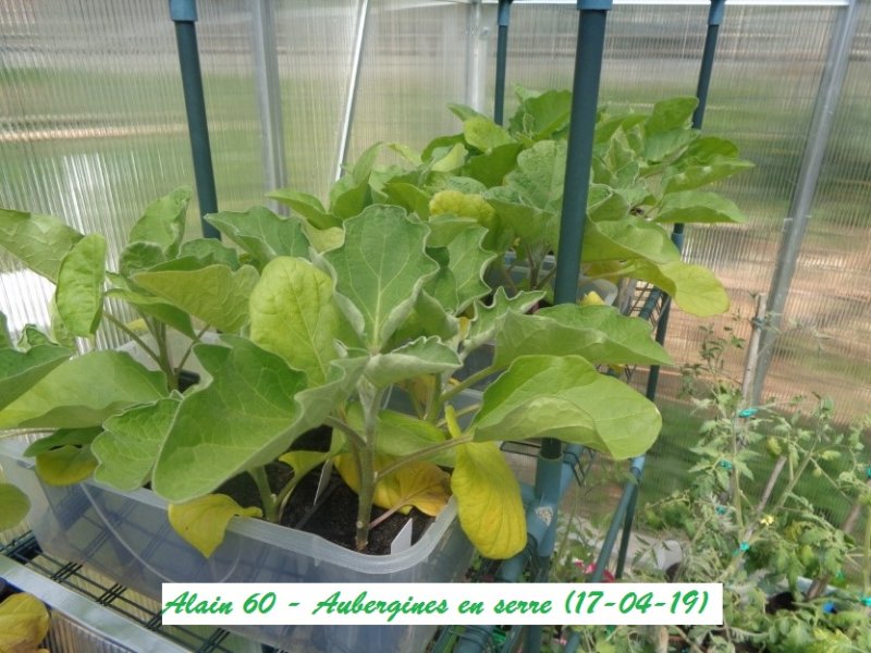 Aubergines.JPG