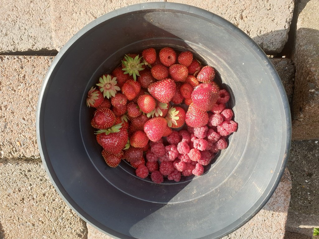 220727 récolte du jour.jpg