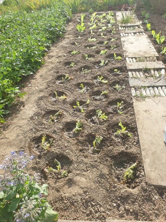 220727 reiquage de salades.jpg