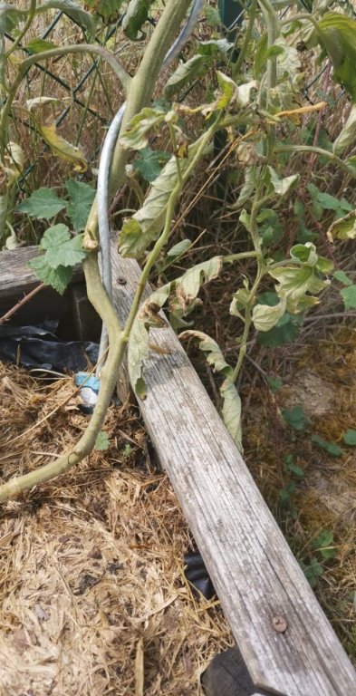 Plant malade 1