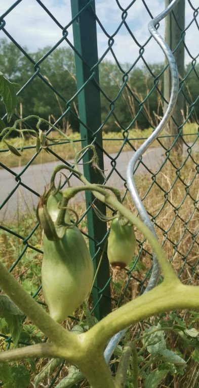 Fruit plant malade