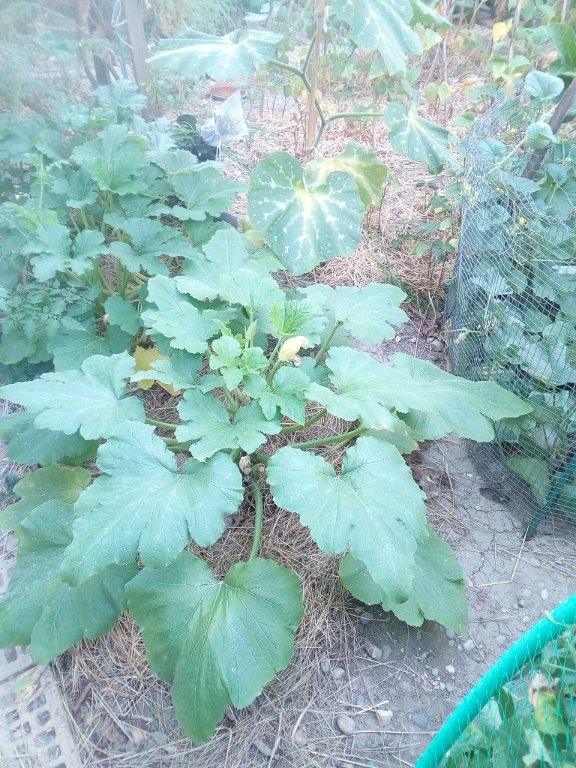 IMG_20220803_080035.jpg
