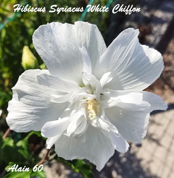 Hibiscus syriacus White Chiffon .jpg
