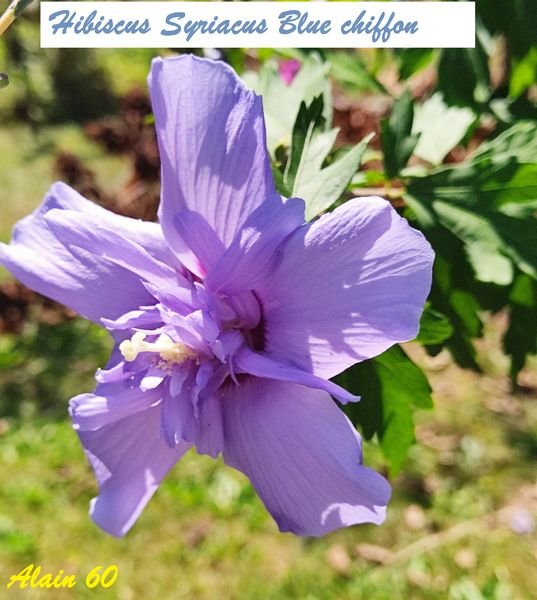 hibiscus syriacus Blue chiffon.jpg