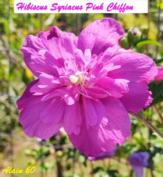 Hibiscus syriacus Pink Chiffon .jpg