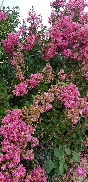 220805 lager défleuri  .jpg