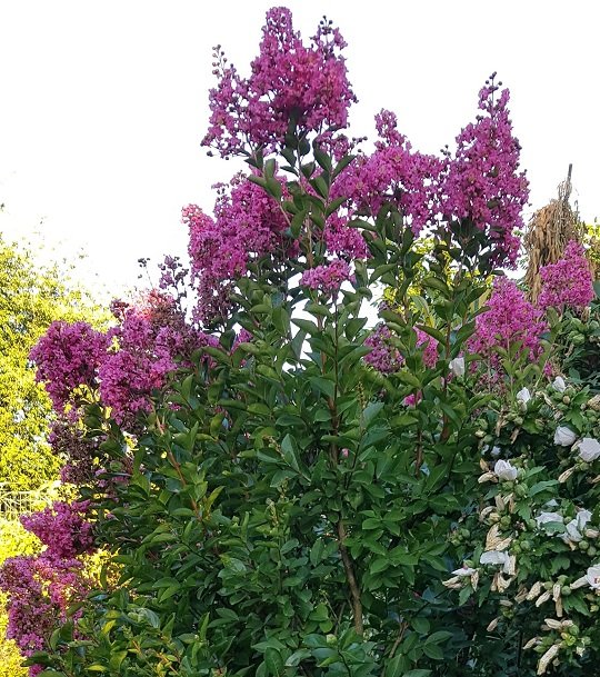 220806 lagerstroemia.jpg