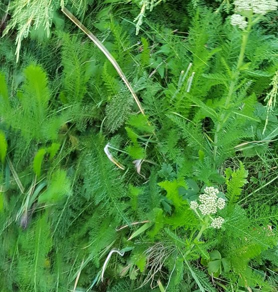 220806 gazon vert.jpg