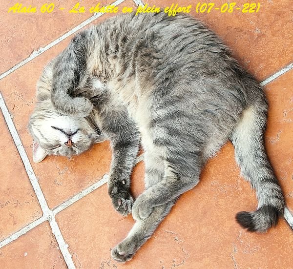 Chatte+.jpg