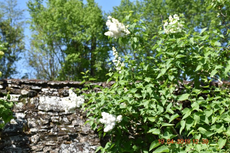 Lilas sur la cour