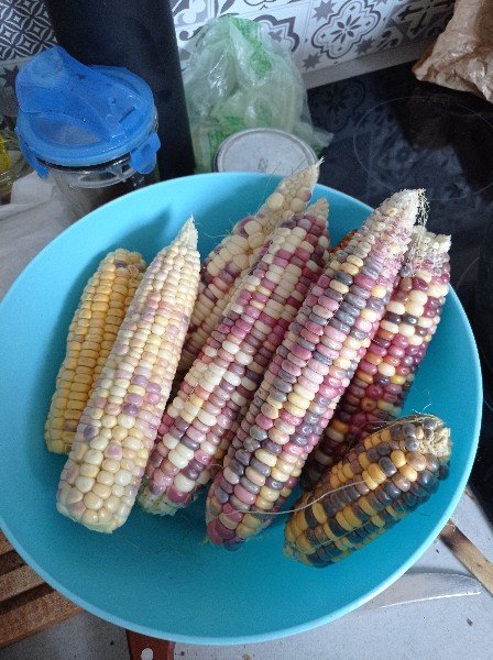 Le maïs récolté le 13 août, de belles couleurs mais il était trop mûr, dommage...