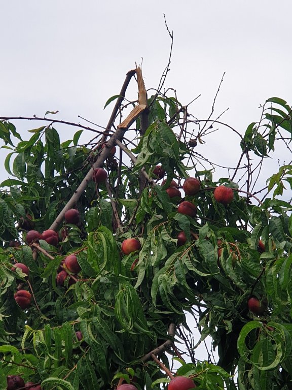 220729 branches cassées.jpg