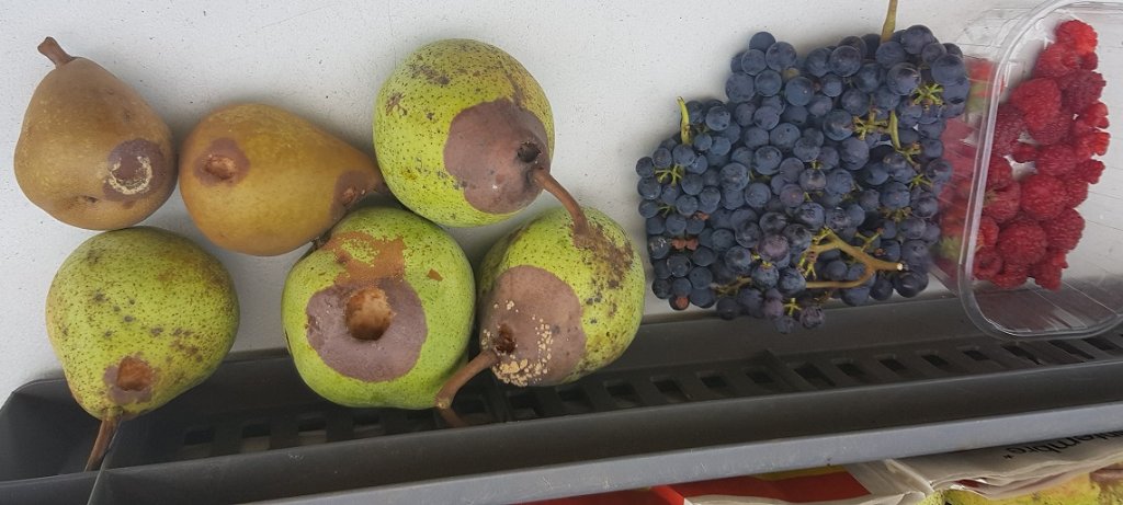 220824 poires guêpes .jpg