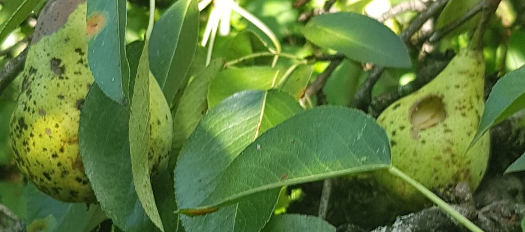 220824 poires fertilia .jpg