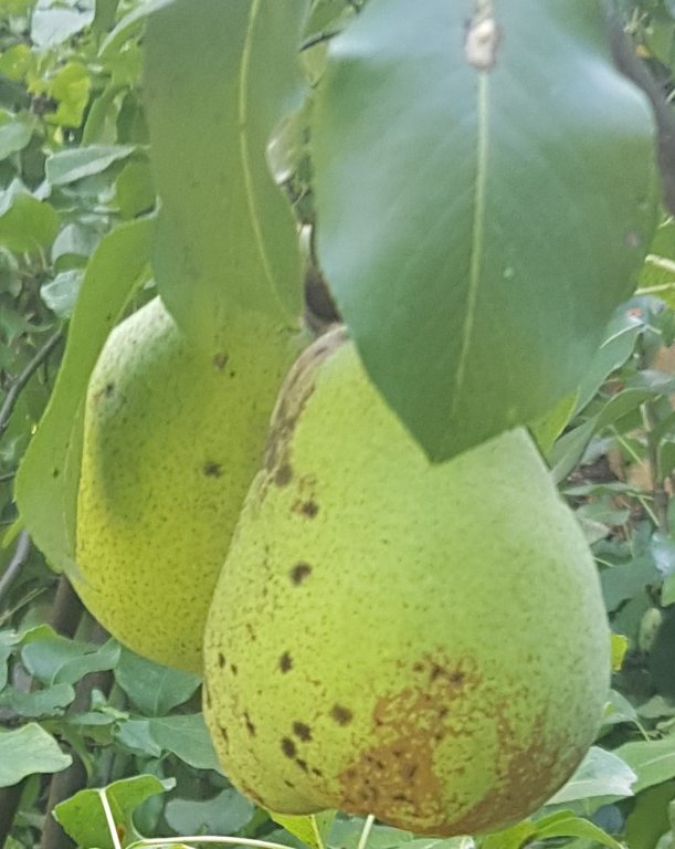 220824 poire j d'arc .jpg