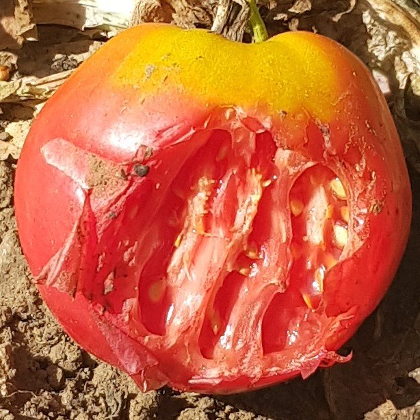 220824 tomat attaq déplacée.jpg