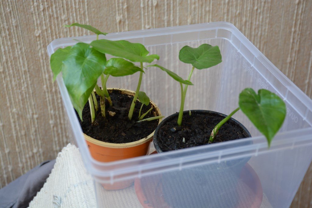 alocasia macrorrhiza